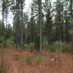 Union County, South Carolina Hunting Land for Sale